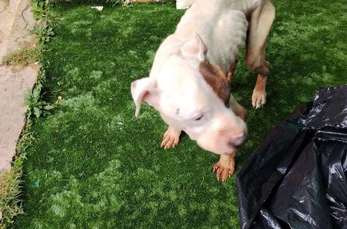 Imagen del animal en mal estado