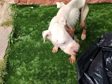 Imagen del animal en mal estado Imagen del animal en mal estado