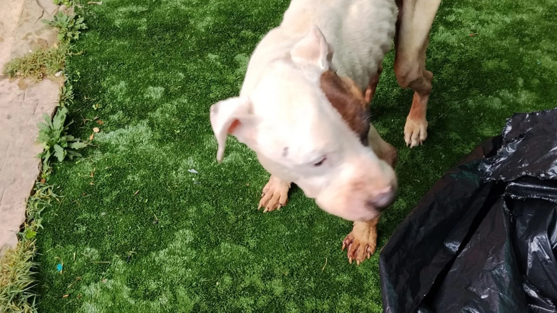 Imagen del animal en mal estado