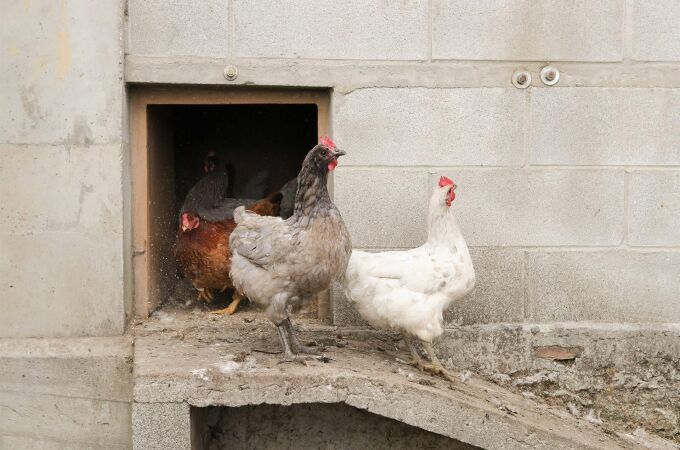 Economía.-Galicia sigue sin casos de gripe aviar en aves domésticas, pero Rueda ve "mejor prevenir" que "lamentar daños" Economía.-Galicia sigue sin casos de gripe aviar en aves domésticas, pero Rueda ve "mejor prevenir" que "lamentar daños"