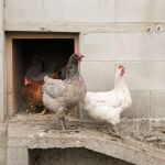 Economía.-Galicia sigue sin casos de gripe aviar en aves domésticas, pero Rueda ve "mejor prevenir" que "lamentar daños"