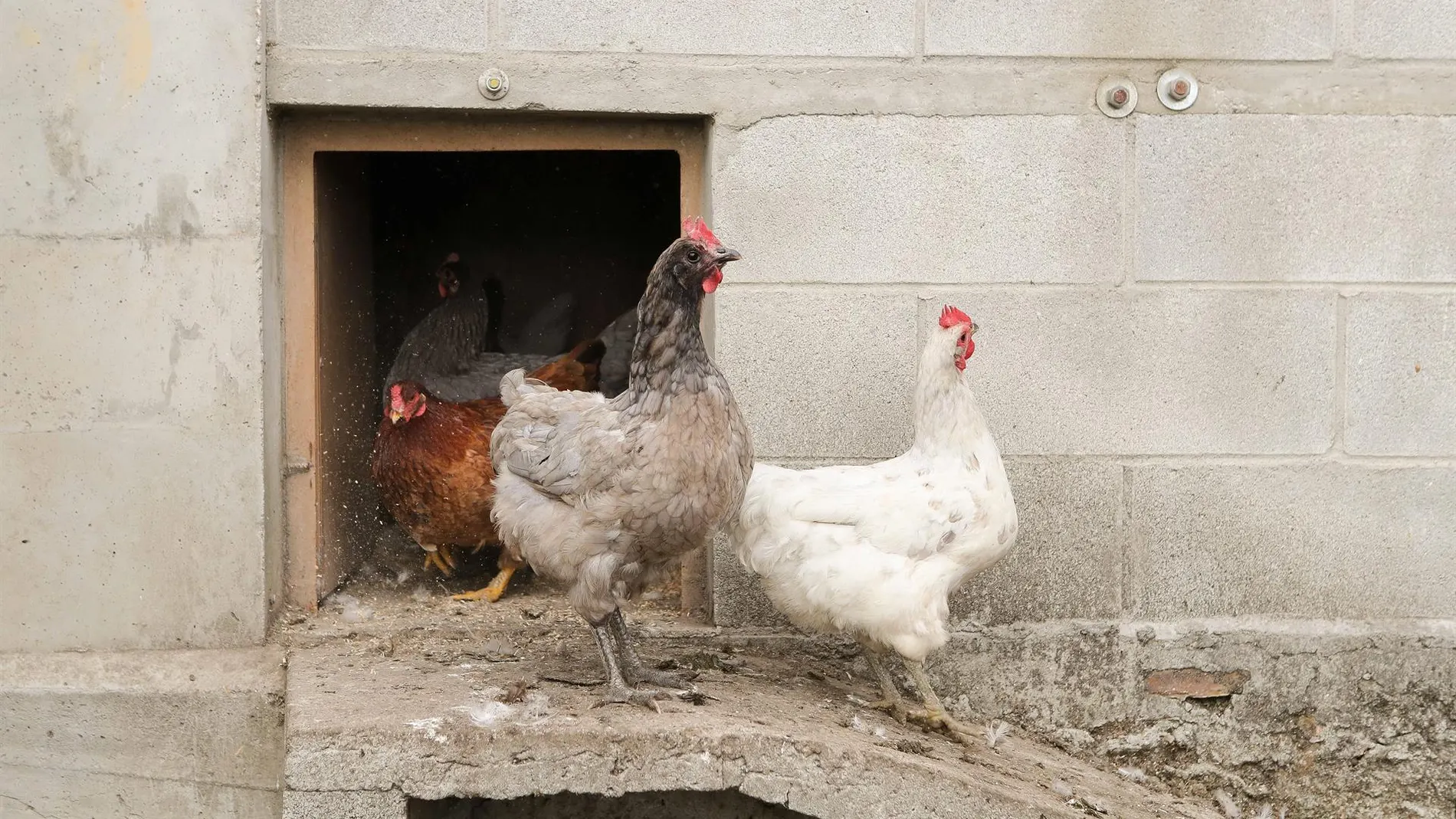 Economía.-Galicia sigue sin casos de gripe aviar en aves domésticas, pero Rueda ve "mejor prevenir" que "lamentar daños"