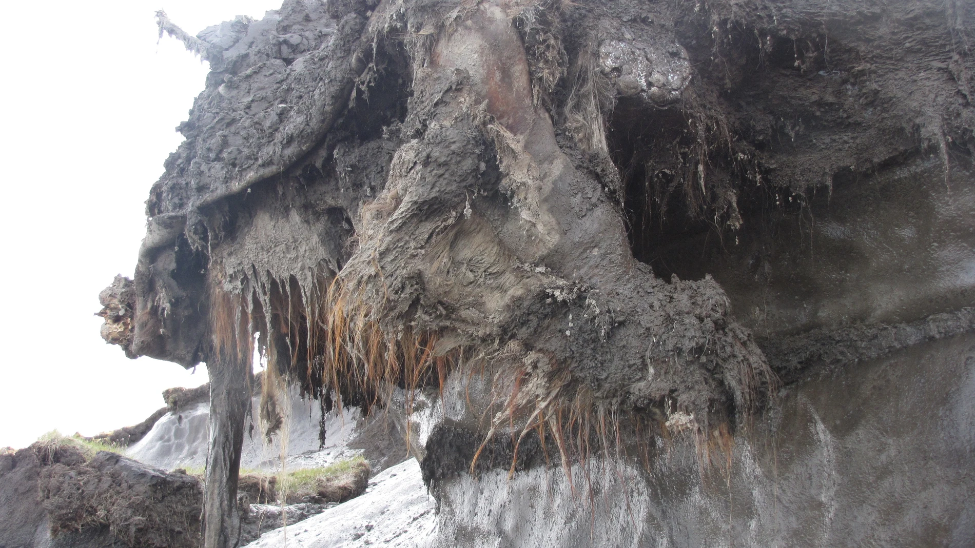 El mamut Yuka emergiendo del permafrost siberiano en 2010, en el yacimiento de Oyogos Yar, en el noreste de Siberia.