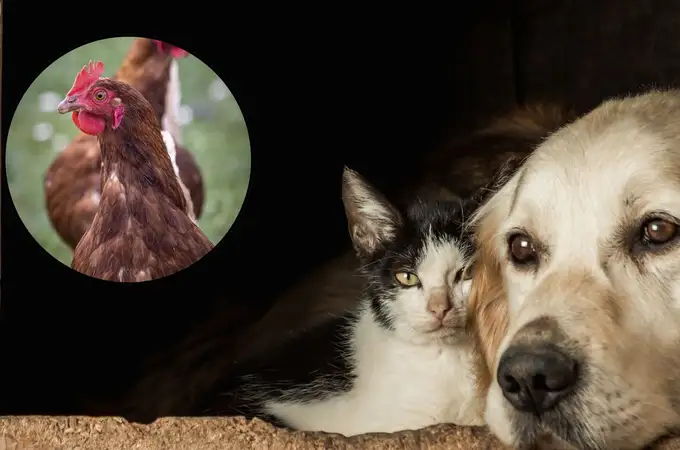 ¿Puede tu mascota contagiarse de gripe aviar? Síntomas y cómo actuar a tiempo ¿Puede tu mascota contagiarse de gripe aviar? Síntomas y cómo actuar a tiempo