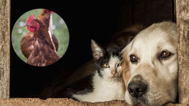 ¿Puede tu mascota contagiarse de gripe aviar? Síntomas y cómo actuar a tiempo ¿Puede tu mascota contagiarse de gripe aviar? Síntomas y cómo actuar a tiempo