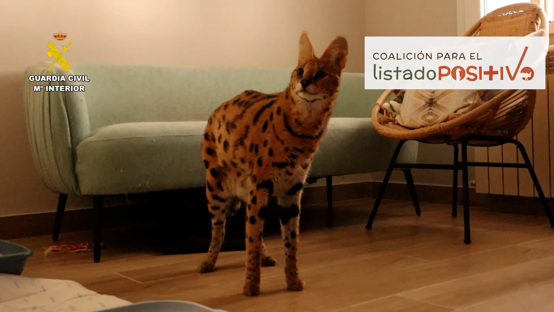 ¿Qué es una gata serval, la felina rescatada a una familia de Alicante?