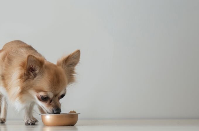 Perro pequeño alimentándose Perro pequeño alimentándose