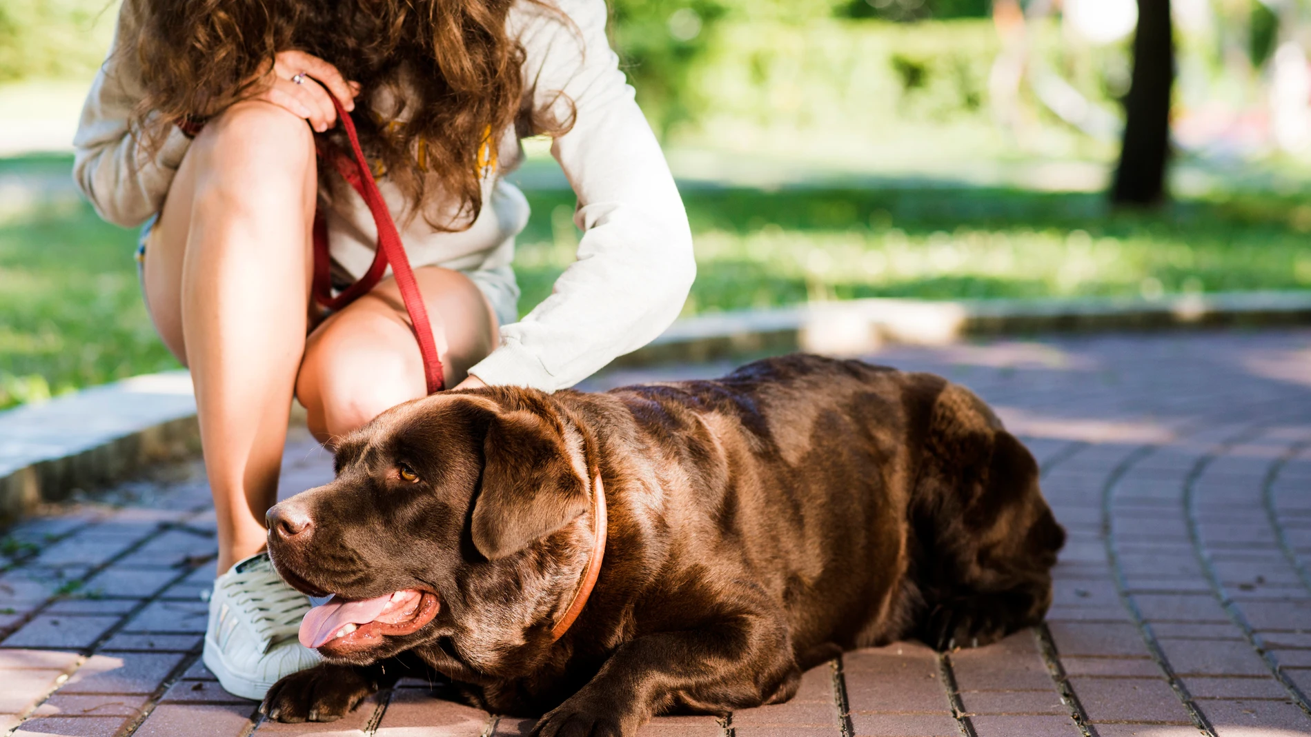 (Foto de ARCHIVO)El Ayuntamiento de Tres Cantos refuerza en noviembre y diciembre su campaña de ADN canino.REMITIDA / HANDOUT por AYUNTAMIENTO DE TRES CANTOSFotografía remitida a medios de comunicación exclusivamente para ilustrar la noticia a la que hace referencia la imagen, y citando la procedencia de la imagen en la firma08/07/2018