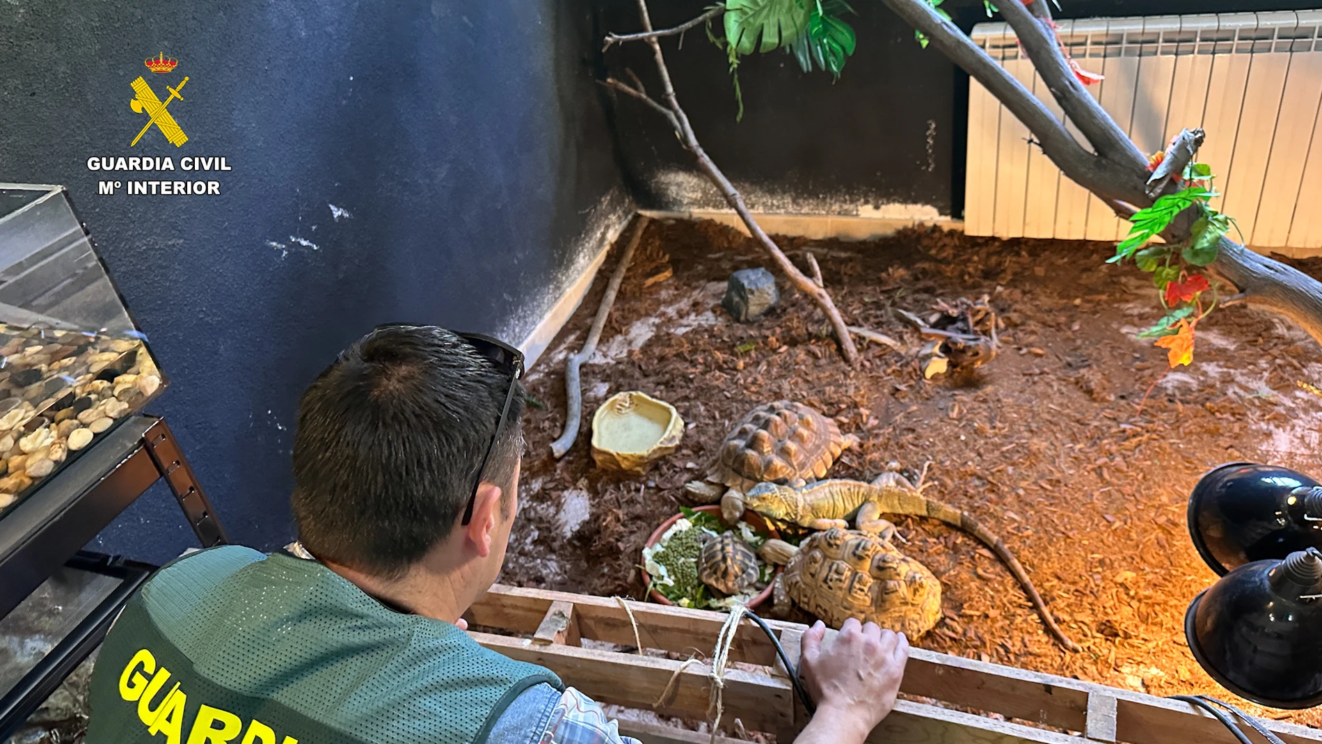 ÁVILA, 15/11/2025.- La Guardia Civil ha intervenido 472 animales exóticos protegidos, valorados en 85.000 euros, que se encontraban en un falso refugio situado en el municipio abulense de Burgohondo, a unos 35 kilómetros al sureste de la capital. EFE/Guardia Civil SOLO USO EDITORIAL/SOLO DISPONIBLE PARA ILUSTRAR LA NOTICIA QUE ACOMPAÑA (CRÉDITO OBLIGATORIO)