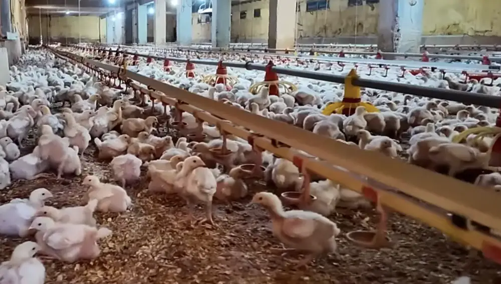 La granja de José Elías en Valls (Tarragona)