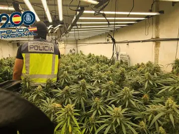 MURCIA.-Sucesos.- La Policía Nacional localiza tres plantaciones con casi 900 plantas de marihuana en Cartagena MURCIA.-Sucesos.- La Policía Nacional localiza tres plantaciones con casi 900 plantas de marihuana en Cartagena