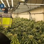 MURCIA.-Sucesos.- La Policía Nacional localiza tres plantaciones con casi 900 plantas de marihuana en Cartagena