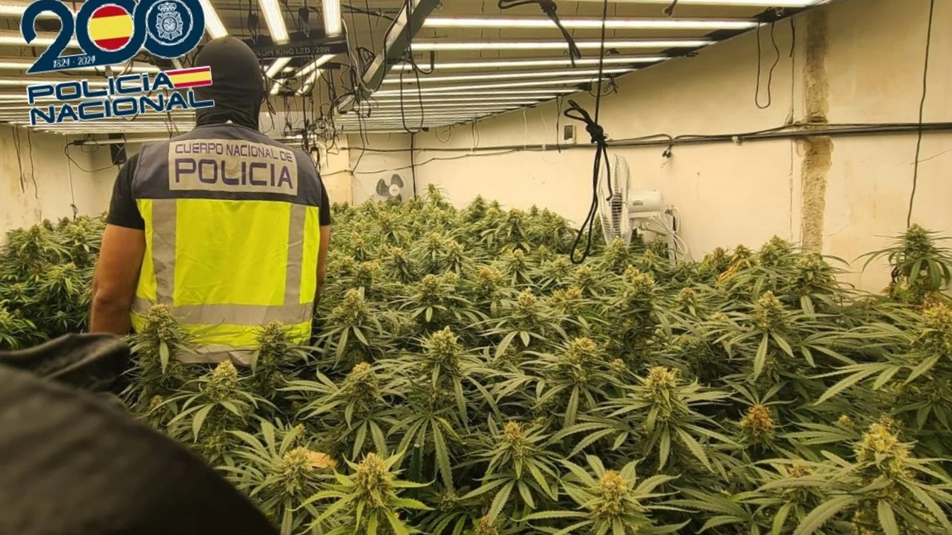 MURCIA.-Sucesos.- La Policía Nacional localiza tres plantaciones con casi 900 plantas de marihuana en Cartagena