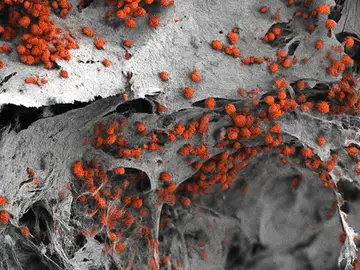 Imagen microscópica de la médula creada en un laboratorio Genética