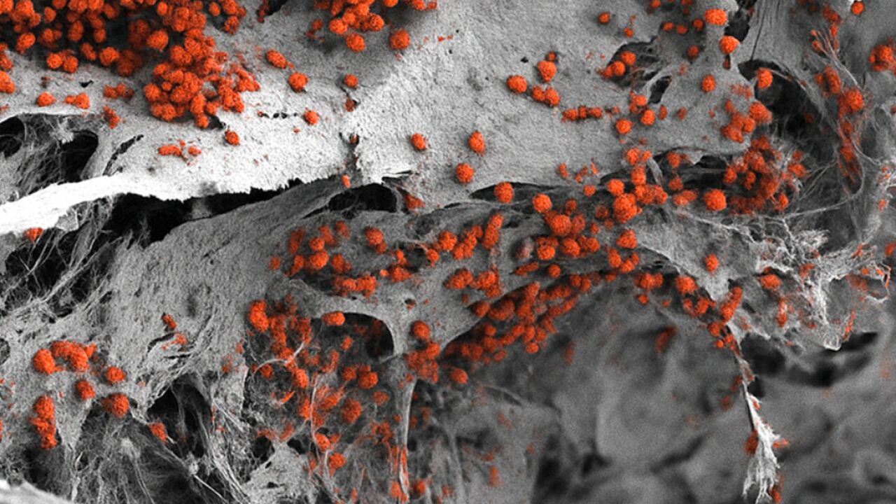 Revolucionario hallazgo en la médula ósea transforma nuestra comprensión de la sangre.