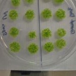 Esporas del musgo sometidas a condiciones extremas