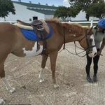 Simone Biles, con su yegua "Tilly"