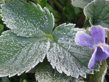Cómo preparar el jardín para las heladas en invierno: el truco de los jardineros Cómo preparar el jardín para las heladas en invierno: el truco de los jardineros