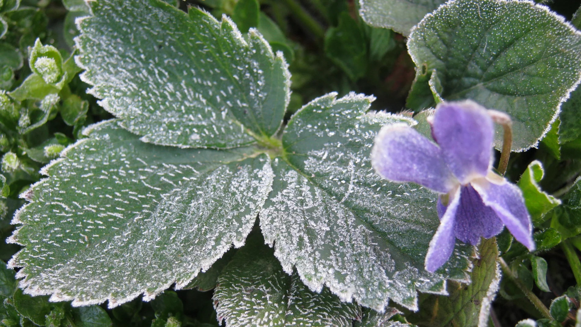 Cómo preparar el jardín para las heladas en invierno: el truco de los jardineros