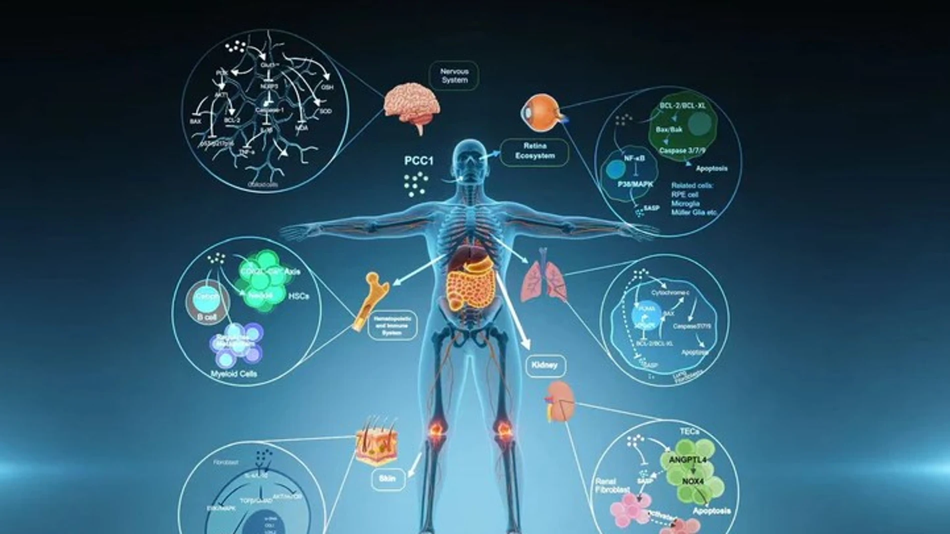 Así es la píldora que acaba con las "células zombie" y promete prolongar la vida hasta los 150 años