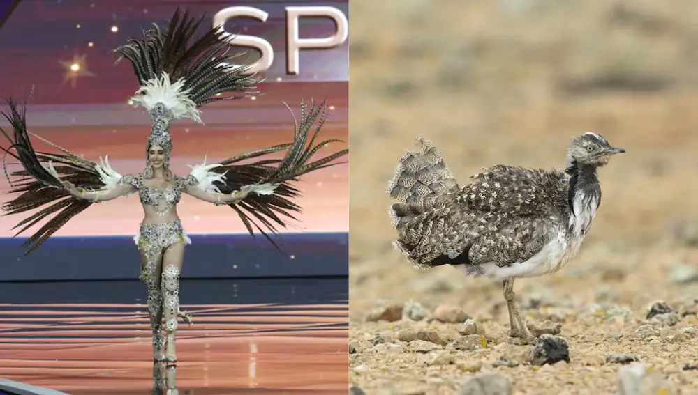 Andrea Valero durante el desfile de trajes típicos de Miss Universo 2025. La española homenajeó a la hubara canaria, en peligro de extinción