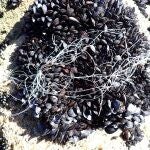 Imagen de un sedal de pesca enredado en mejillones. 