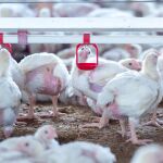 Granja de pollos en la comunidad