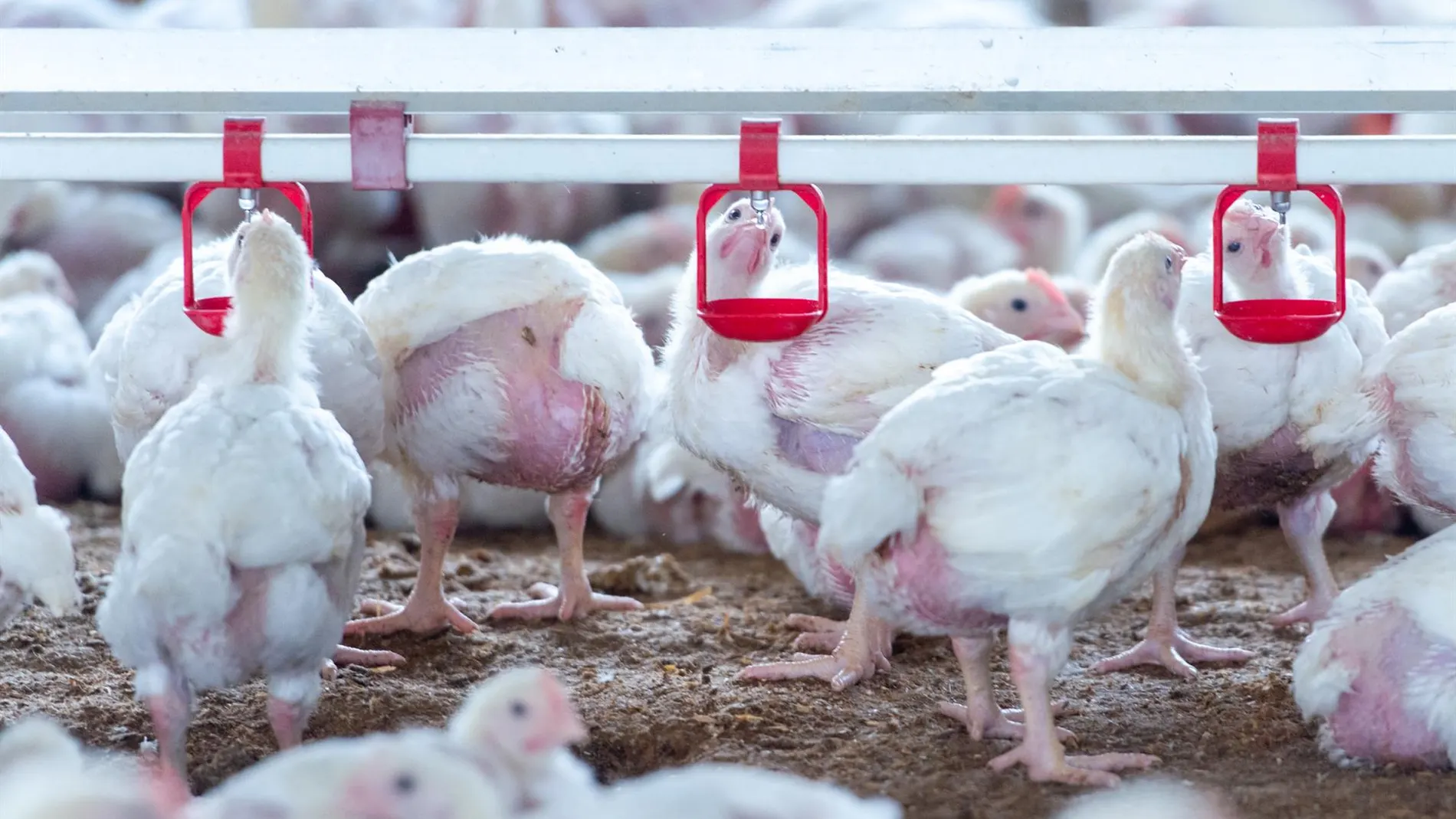 Granja de pollos en la comunidad