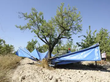 El cultivo de la almendra se localiza en la zona del interior de la provincia de Alicante El cultivo de la almendra se localiza en la zona del interior de la provincia de Alicante