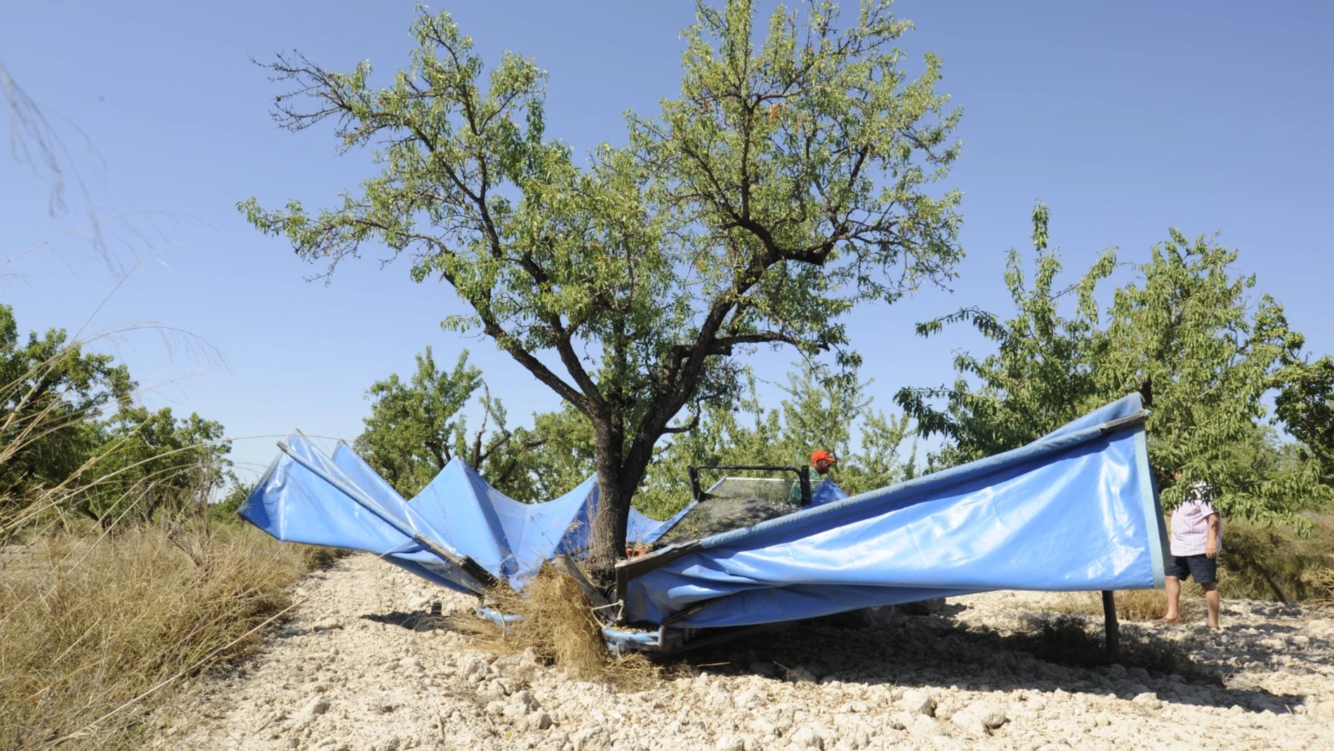 El cultivo de la almendra se localiza en la zona del interior de la provincia de Alicante
