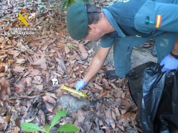 Un agente recoge muestras del cadáver de un gato doméstico cerca de una finca ante las sospechas de uso de cebos envenenados