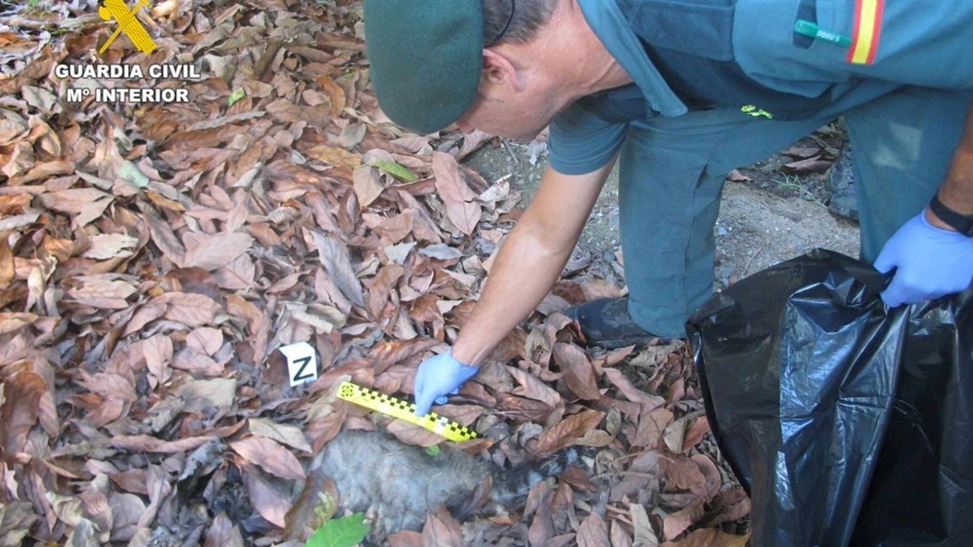 Un agente recoge muestras del cadáver de un gato doméstico cerca de una finca antes sospechas de uso de cebos envenenados.REMITIDA / HANDOUT por Guardia CivilFotografía remitida a medios de comunicación exclusivamente para ilustrar la noticia a la que hace referencia la imagen, y citando la procedencia de la imagen en la firma22/11/2025
