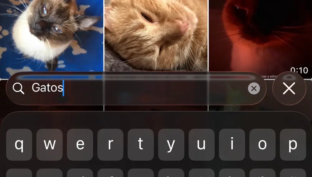 Coco y Mawie en la búsqueda de imágenes de Fotos