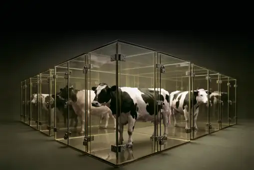 La enfermedad de las vacas La enfermedad de las vacas