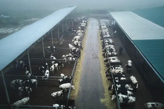 Más de 2.000 vacas muertas en el primer brote de DNC Más de 2.000 vacas muertas en el primer brote de DNC