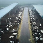 Reportaje explotaci&oacute;n ganaderia en Gri&ntilde;on donde se orde&ntilde;an vacas. Cuatro ganader&iacute;as lanzar&aacute;n en febrero 'Leche Madriz', una leche 100% madrile&ntilde;a. &copy; Alberto R. Rold&aacute;n / Diario La Raz&oacute;n. 15 01 2024