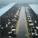 Reportaje explotación ganaderia en Griñon donde se ordeñan vacas. Cuatro ganaderías lanzarán en febrero 'Leche Madriz', una leche 100% madrileña. © Alberto R. Roldán / Diario La Razón. 15 01 2024