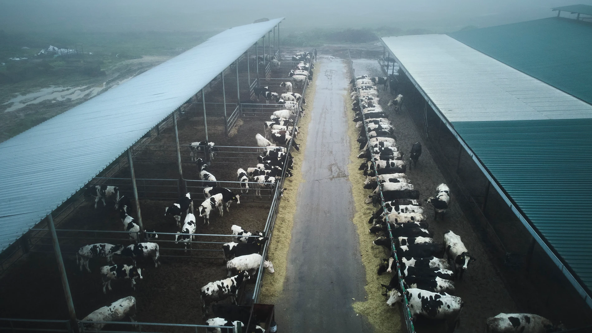 Reportaje explotación ganaderia en Griñon donde se ordeñan vacas. Cuatro ganaderías lanzarán en febrero 'Leche Madriz', una leche 100% madrileña. © Alberto R. Roldán / Diario La Razón. 15 01 2024