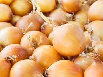 Las cebollas emiten unas células o moléculas similar al efecto del gas pimienta, lo que nos hace llorar al cortar una de estas hortalizas Las cebollas emiten unas células o moléculas similar al efecto del gas pimienta, lo que nos hace llorar al cortar una de estas hortalizas