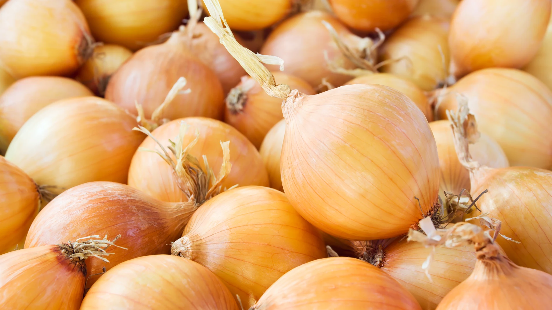 Las cebollas emiten unas células o moléculas similar al efecto del gas pimienta, lo que nos hace llorar al cortar una de estas hortalizas