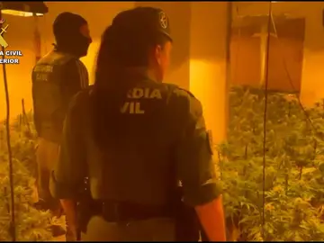 Sucesos.-Desmantelan en un edificio de Roquetas (Almería) ocho cultivos de marihuana con 2.500 plantas y 95 enganches Sucesos.-Desmantelan en un edificio de Roquetas (Almería) ocho cultivos de marihuana con 2.500 plantas y 95 enganches