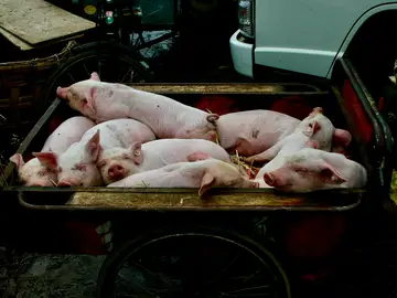 Qué es la peste porcina: como se transmite y cuáles son sus síntomas Qué es la peste porcina: como se transmite y cuáles son sus síntomas