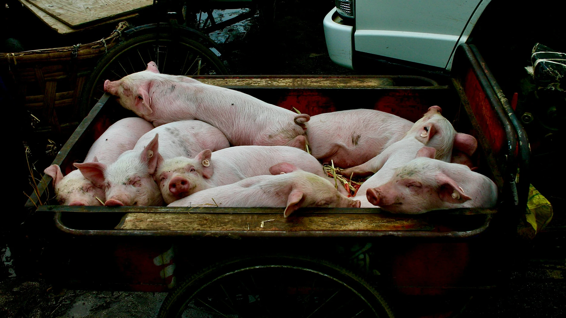 Qué es la peste porcina: como se transmite y cuáles son sus síntomas