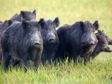 Economía.- Gobierno avisa de medidas "draconianas" y restringe movilidad a 39 granjas para frenar la peste porcina Economía.- Gobierno avisa de medidas "draconianas" y restringe movilidad a 39 granjas para frenar la peste porcina