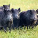 Economía.- Gobierno avisa de medidas "draconianas" y restringe movilidad a 39 granjas para frenar la peste porcina