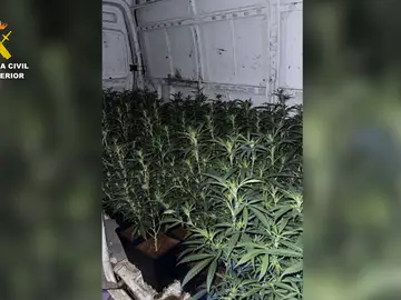 Plantas de marihuana halladas en el vehiculo Plantas de marihuana halladas en el vehiculo