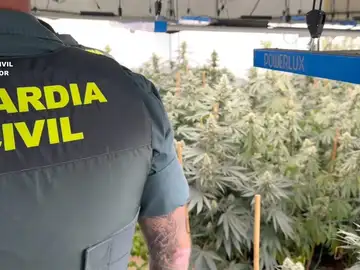 La Guardia Civil desmantela una plantación con casi 700 plantas de marihuana en una vivienda en Torrelaguna La Guardia Civil desmantela una plantación con casi 700 plantas de marihuana en una vivienda en Torrelaguna