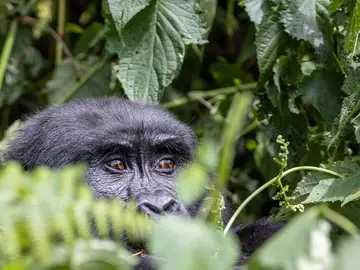 Gorila asomado entre las hojas Gorila asomado entre las hojas