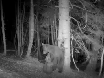 Imagen de Claverina y su cría captada por una cámara de fototrampeo el pasado mes de agosto en la zona de Hecho. Imagen de Claverina y su cría captada por una cámara de fototrampeo el pasado mes de agosto en la zona de Hecho.