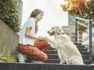 Esta raza de perros es conocida por su temperamento amigable, leal e inteligente Esta raza de perros es conocida por su temperamento amigable, leal e inteligente
